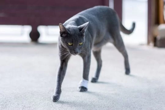 Cat Limping After Jumping – Causes, Home Checks, and When to See a Vet