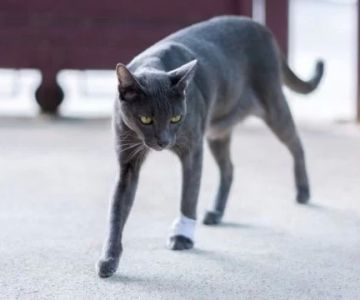 Cat Limping After Jumping – Causes, Home Checks, and When to See a Vet