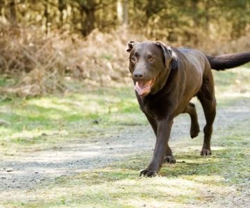 Dog Limping After Running – Causes, First Steps, and When to See a Vet
