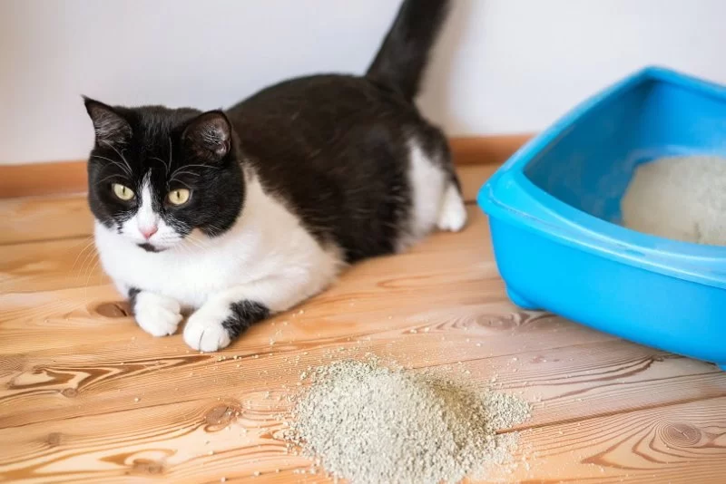 Why Is My Cat Crying While Using the Litter Box? Causes and Vet Advice