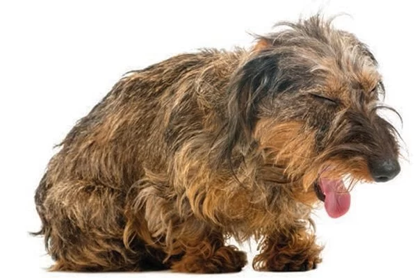 Why Is My Dog Coughing After Eating or Drinking? Causes and Care Tips