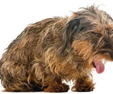 Why Is My Dog Coughing After Eating or Drinking? Causes and Care Tips