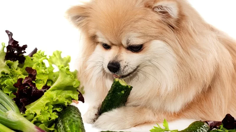 Can Dogs Eat Cooked Vegetables? A Safe Feeding Guide for Pet Owners