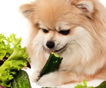 Can Dogs Eat Cooked Vegetables? A Safe Feeding Guide for Pet Owners