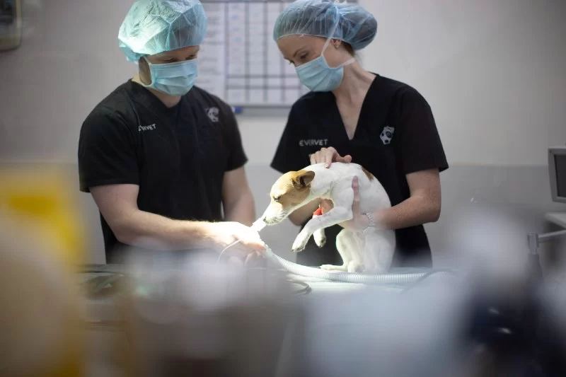 How to Become a Veterinary Oncologist: Your Complete Career Guide