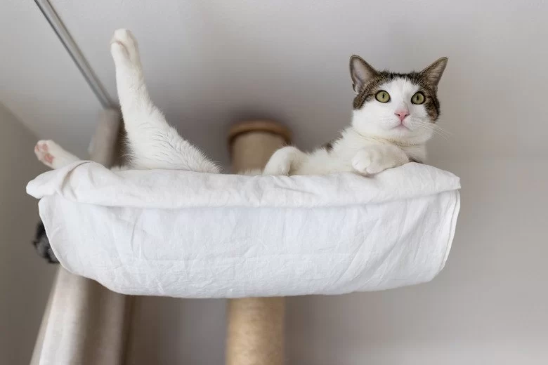 Why Your Cat Keeps Sleeping in Unusual Places