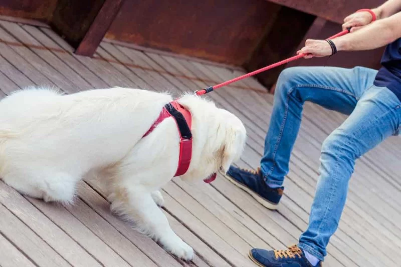 Understanding Why Your Dog Is Refusing to Walk and How to Help