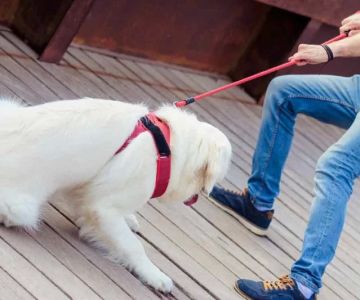 Understanding Why Your Dog Is Refusing to Walk and How to Help