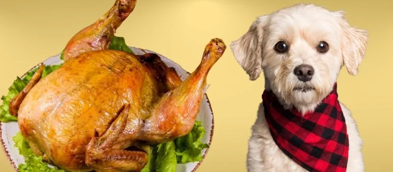 Can Dogs Eat Cooked Turkey? What Pet Owners Need to Know