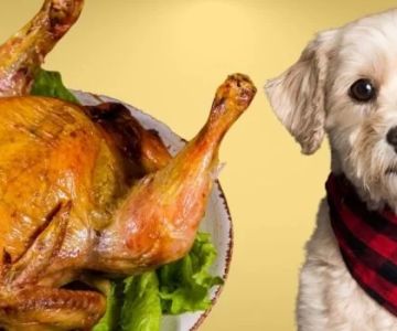 Can Dogs Eat Cooked Turkey? What Pet Owners Need to Know