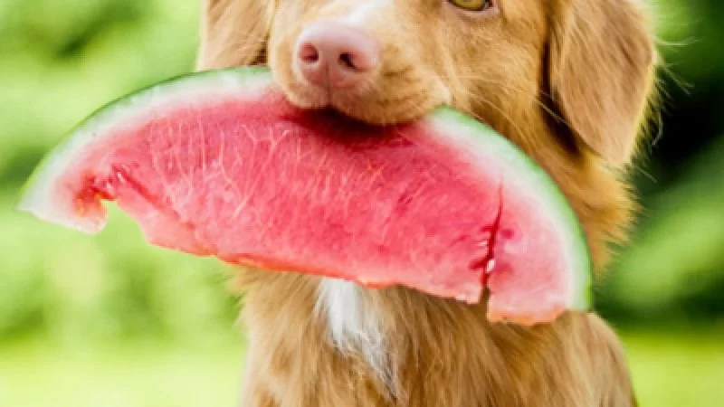 Can Dogs Eat Watermelon Rind? What Pet Owners Should Know