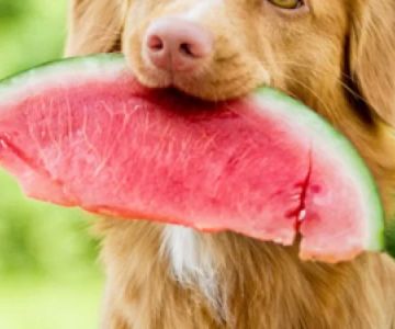 Can Dogs Eat Watermelon Rind? What Pet Owners Should Know