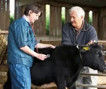 Is Travel Involved for a Veterinarian? What to Expect and Career Insights