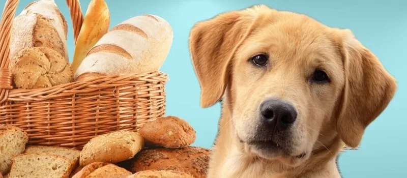 Can Dogs Eat Bread? Vet-Approved Facts Every Dog Owner Should Know