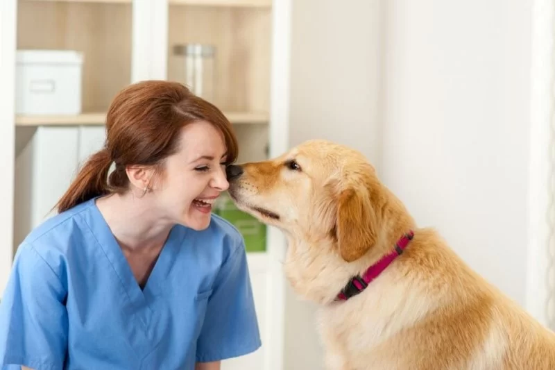 Is Being a Veterinarian a Good Job? Honest Insights from the Field