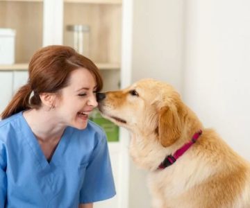 Is Being a Veterinarian a Good Job? Honest Insights from the Field