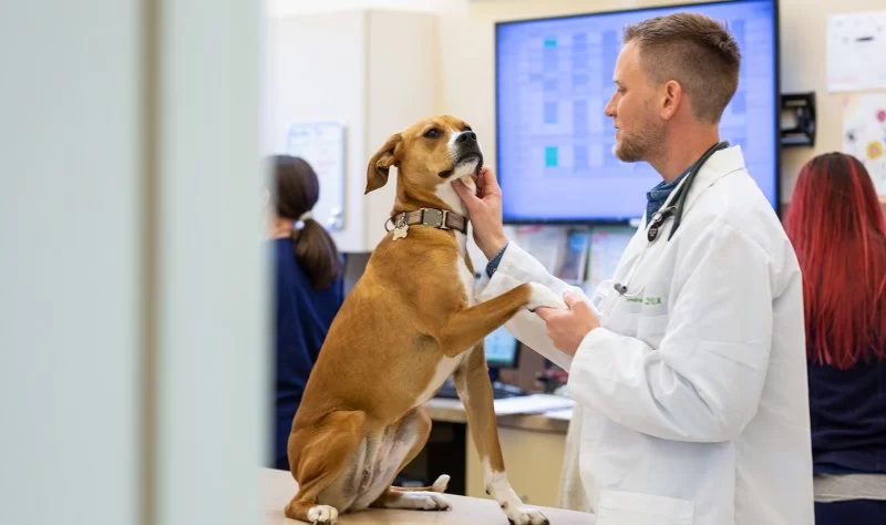 Does Being a Veterinarian Pay Well? An Honest Look at Salary & Value