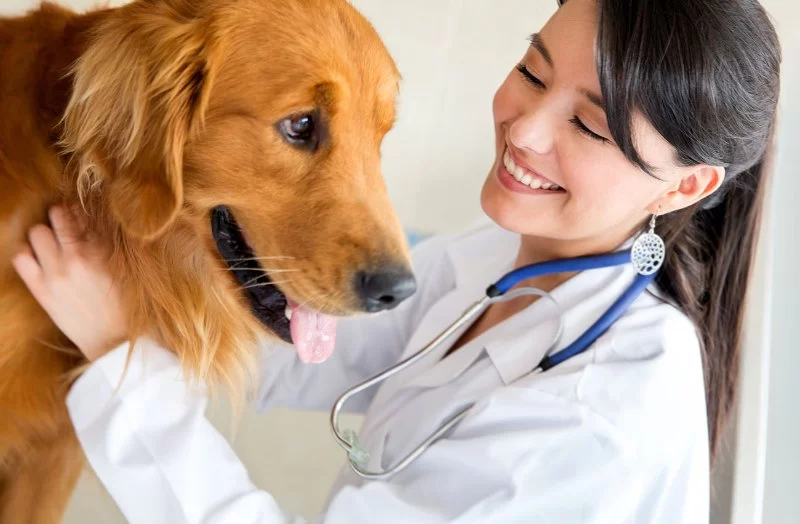 What Is the Entry Level Salary for a Veterinarian in the U.S.?