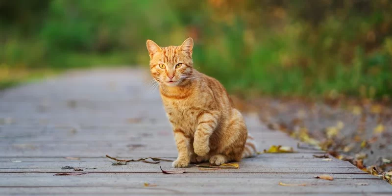 Cat Limping After Catching Prey? What It Means and What to Do