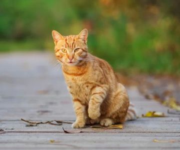 Cat Limping After Catching Prey? What It Means and What to Do