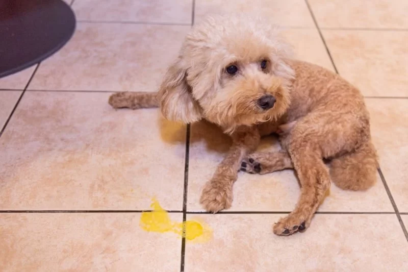 What Does It Mean When a Dog Vomits? Understanding Causes and Care