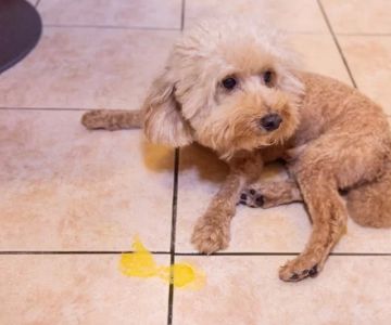 What Does It Mean When a Dog Vomits? Understanding Causes and Care