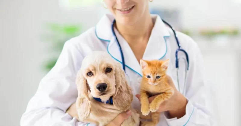 What Qualifications Do You Need to Be a Veterinarian? A Complete Guide