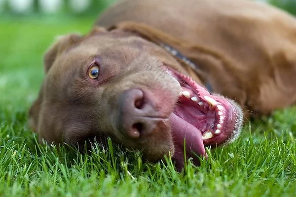 Dog Excessive Panting During Play: Causes, Risks & Safety Tips