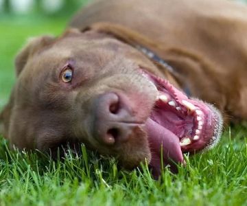 Dog Excessive Panting During Play: Causes, Risks & Safety Tips