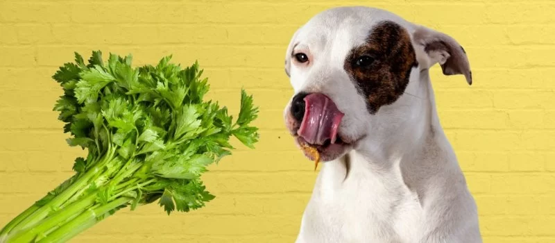 Can Dogs Eat Celery Sticks? Benefits, Risks, and Vet Tips