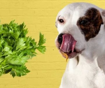 Can Dogs Eat Celery Sticks? Benefits, Risks, and Vet Tips