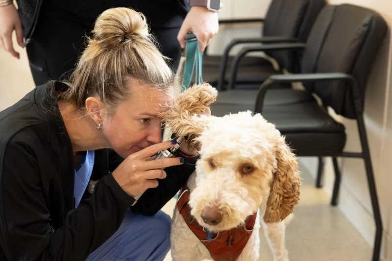 Who Owns Cape Cod Veterinary Specialists? Inside the Hospital’s Leadership and Legacy