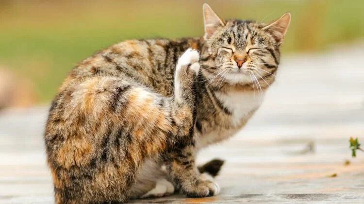 Cat Scratching Face and Ears Often? Causes, Treatments, and Solutions
