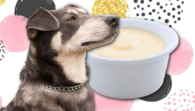 Can Dogs Eat Frozen Yogurt? Safe Treats and Alternatives for Your Pet