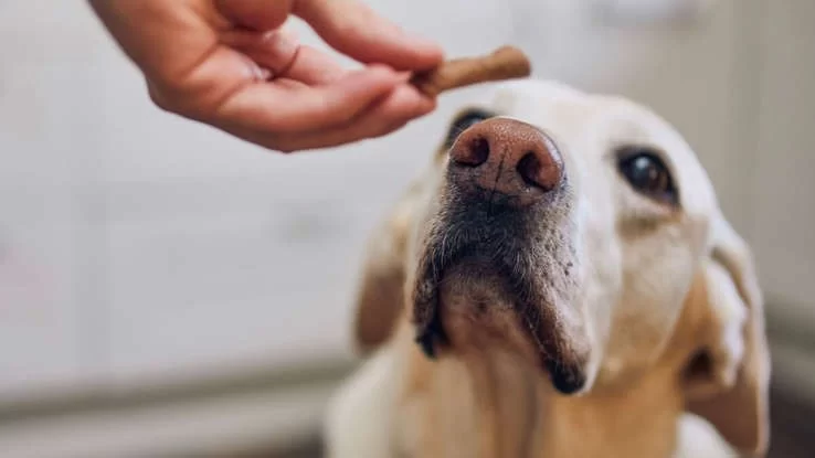 Dog Avoiding Contact with Certain People: Understanding and Fixing the Behavior