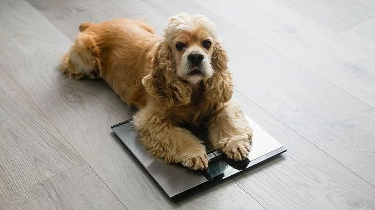 Is Your Pet Overweight? How to Check and What to Do With Natural Remedies