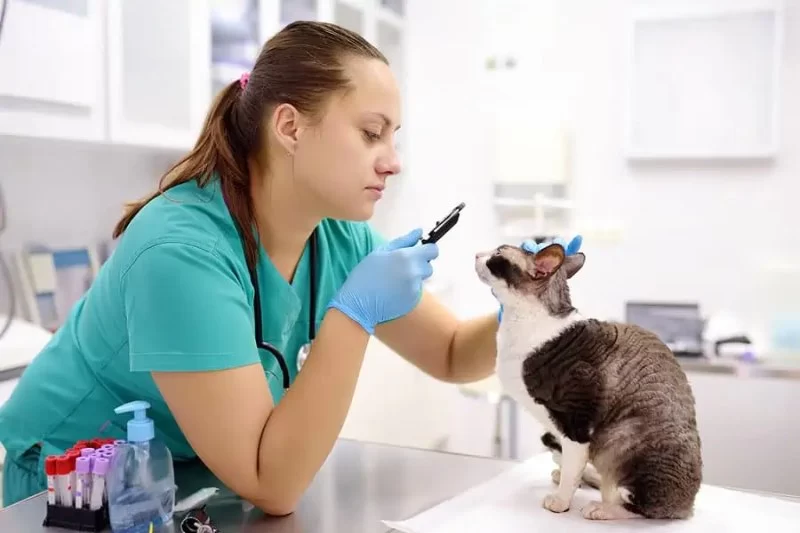 What Does a Veterinary Nurse Do? Essential Skills and Career Insights