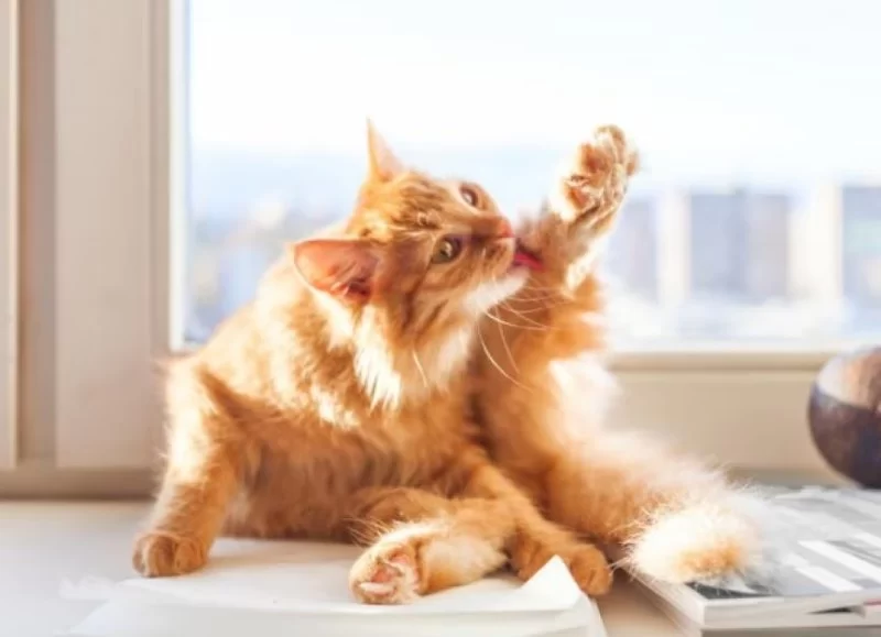Why Is My Cat Licking Their Belly and Leg Areas Excessively?