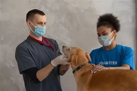 How Do Vets Detect Cancer in Pets? Early Screening & Warning Signs
