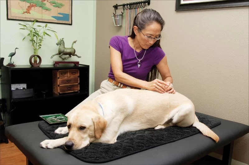 A Country Veterinary Clinic Services: Quality Care for Your Pets and Livestock