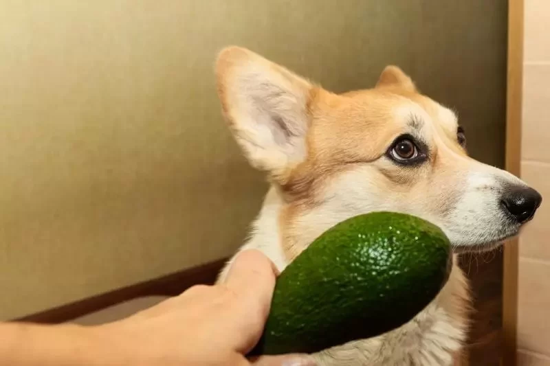 Can Dogs Eat Avocado Toast? What Every Pet Owner Should Know