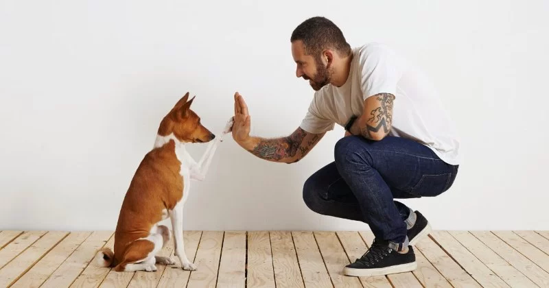 Dog Obedience Training at Home: Where to Start - Vet Approved Insights