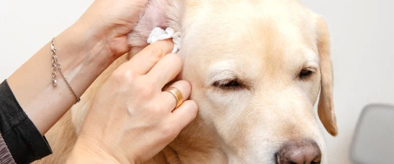 How to Safely Clean Your Dog’s Ears at Home: A Simple Guide