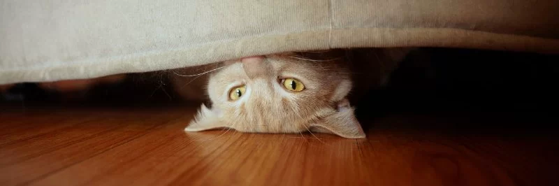 Why Is My Cat Hiding and Avoiding Food? Understanding the Causes and Solutions