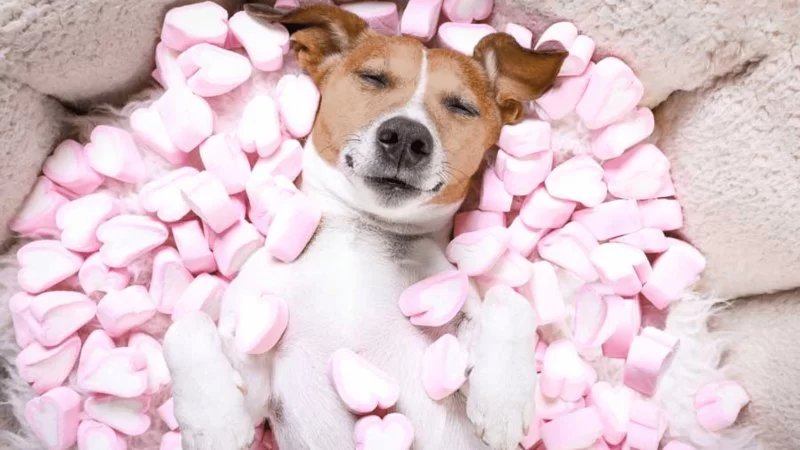 Can Dogs Eat Marshmallow Fluff? What Pet Owners Need to Know