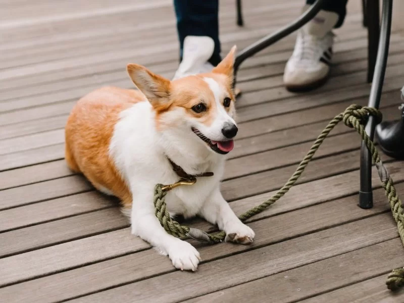 Dog Vomiting and Shaking with Fever: Causes and What You Can Do