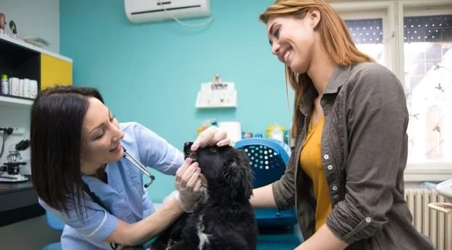 Understanding How Often You Should Take Your Dog to the Vet