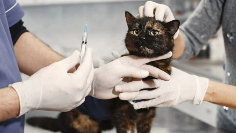 Cuánto Ganan Los Veterinarios: Salarios y Factores a Tener en Cuenta