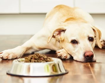 Why Your Dog Is Not Eating Treats Anymore: Causes & Solutions