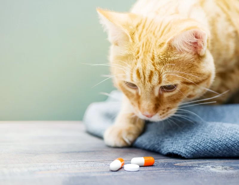 Most Common Household Toxins That Could Harm Your Pet Every Owner Should Know